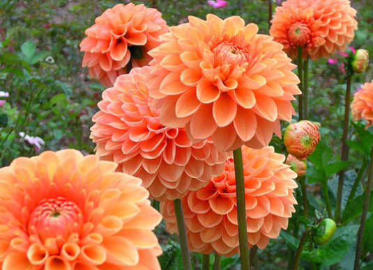 How to store dahlias?