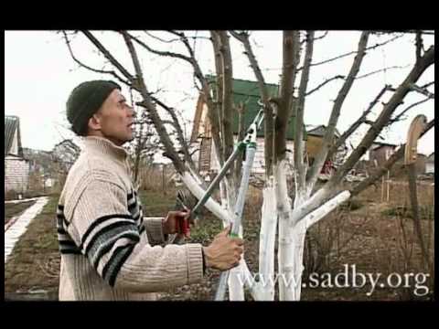 How to crop an apple tree?