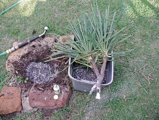 How to transplant yucca?