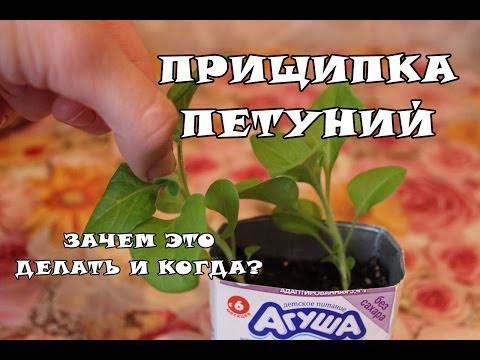 How to pinch petunias?