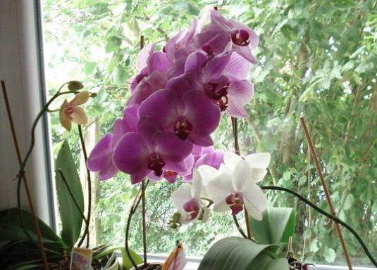 How to propagate orchids at home?