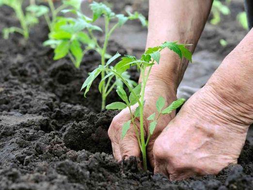 How to plant tomatoes?