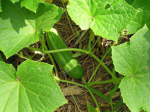 How to care for cucumbers?