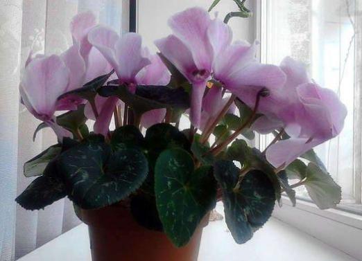 How to grow cyclamen?