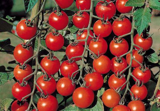 How to grow tomatoes?