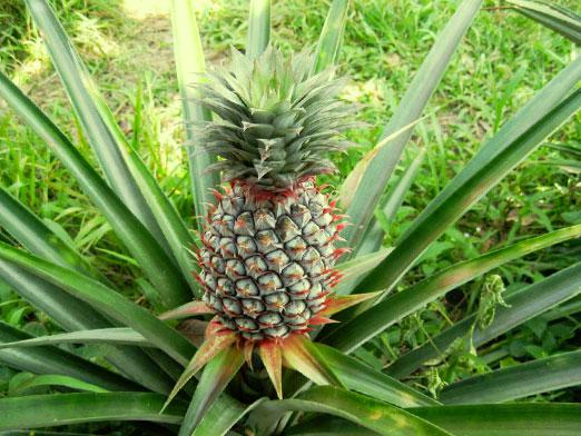 How to grow pineapple?