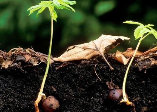 How to grow a chestnut from a walnut?