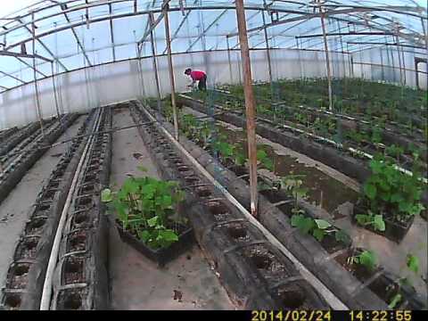 How to grow cucumbers in a greenhouse?