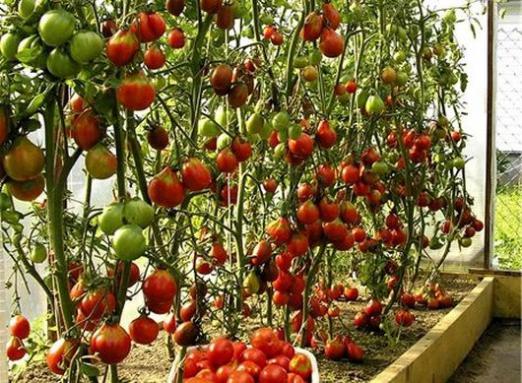 How to grow tomatoes in a greenhouse?