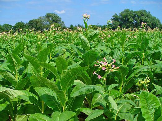 How to grow tobacco?