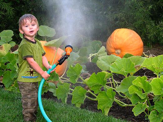 How to grow a pumpkin?