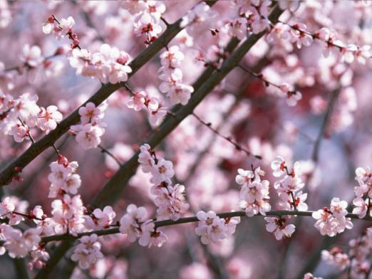 When does sakura blossom?