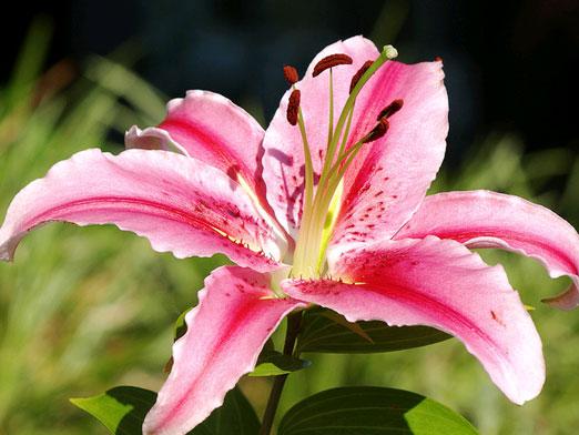 When to transplant lilies?