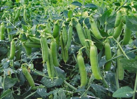 When to plant peas?