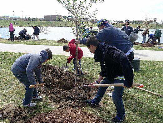 When they plant a cherry?