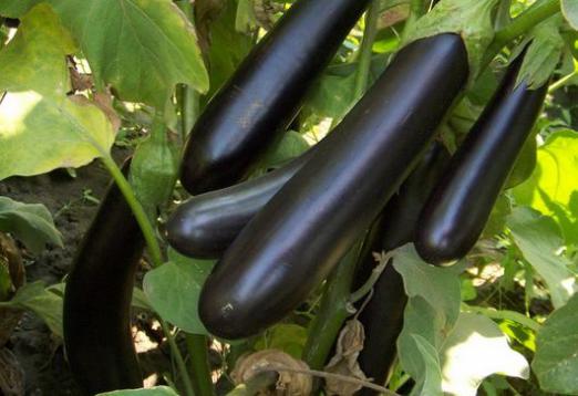 When to sow an eggplant?