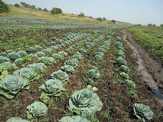 When to clean cabbage?