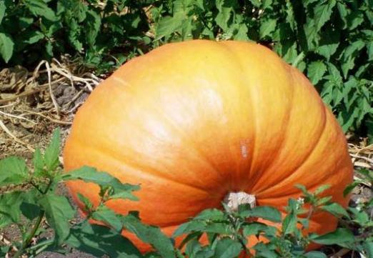 When to clean the pumpkin?