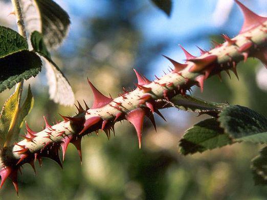 What for rose spikes?