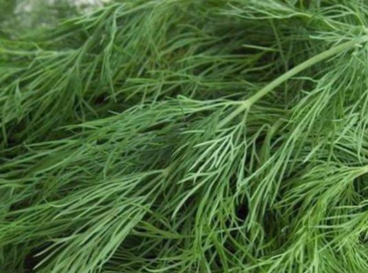 What is useful for dill?