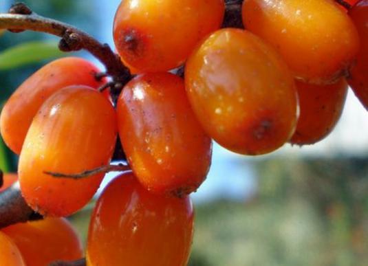 Why is sea buckthorn useful?