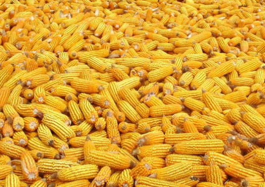 How to store corn?