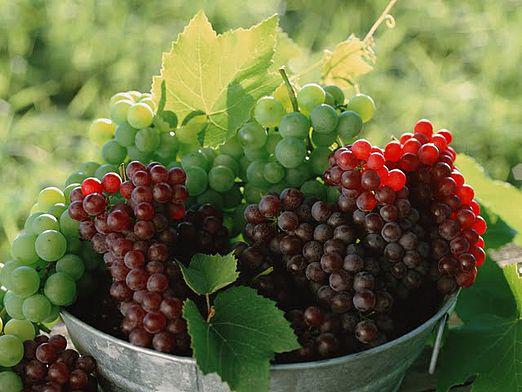 How to store grapes?