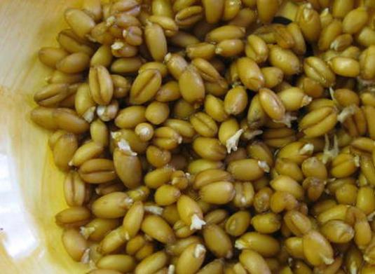 How to cook wheat?