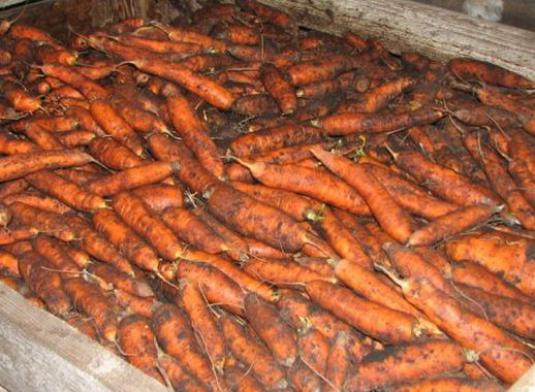 How to keep carrots for the winter?