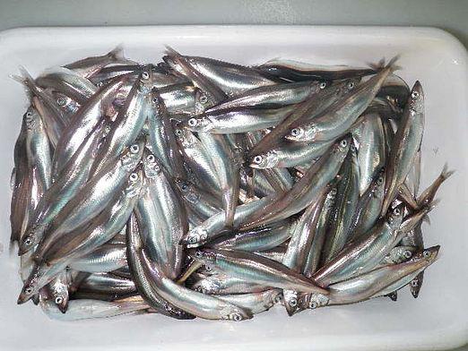 How to pickle capelin?