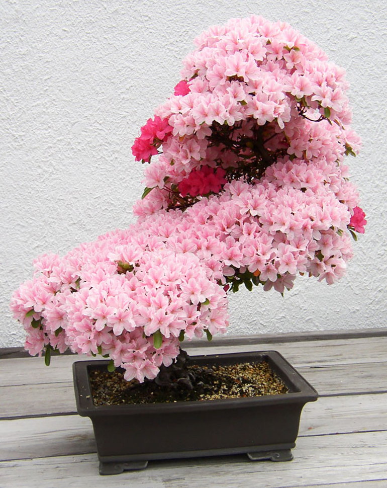 bonsai