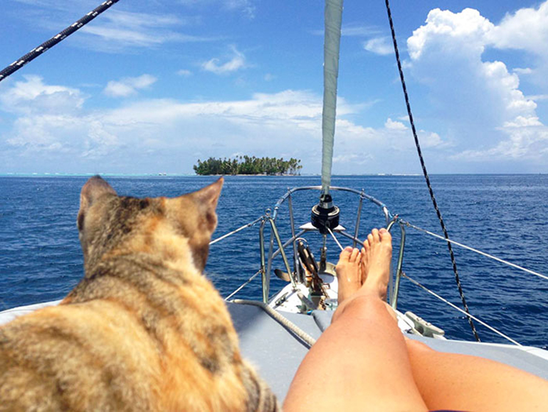 cat on a yacht