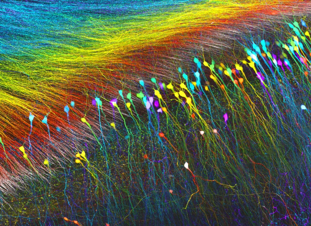 Pictures under a microscope in which the whole universe is hidden