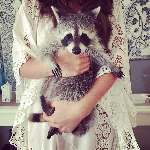 The life of the adopted orphan raccoon and dog