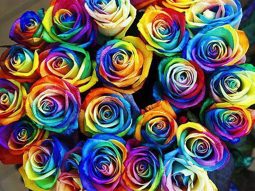 What does the color of roses mean?