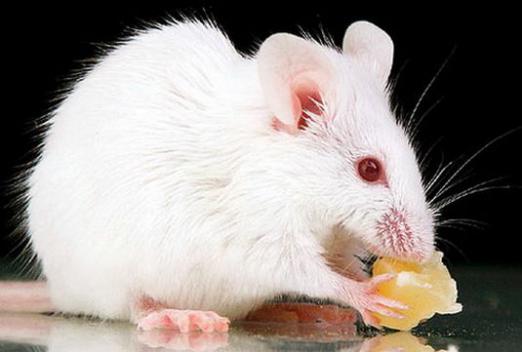 Why does a white mouse dream?