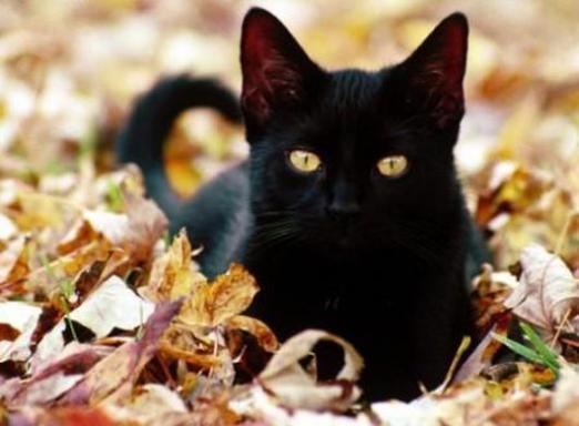 Why dream of a black cat?