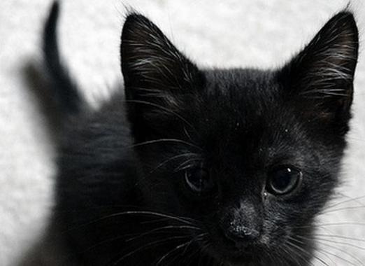 Why dream of a black kitten?