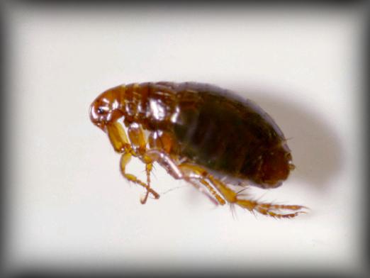 What does a flea look like?