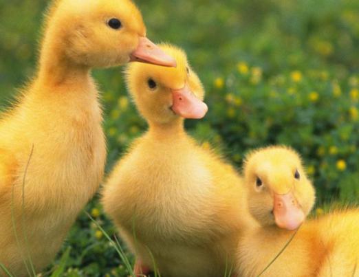 Why dream of ducklings?