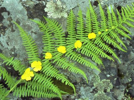 When does the fern blossom?