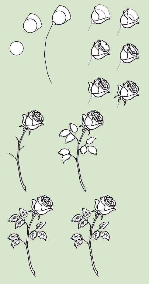 How to draw a rose?