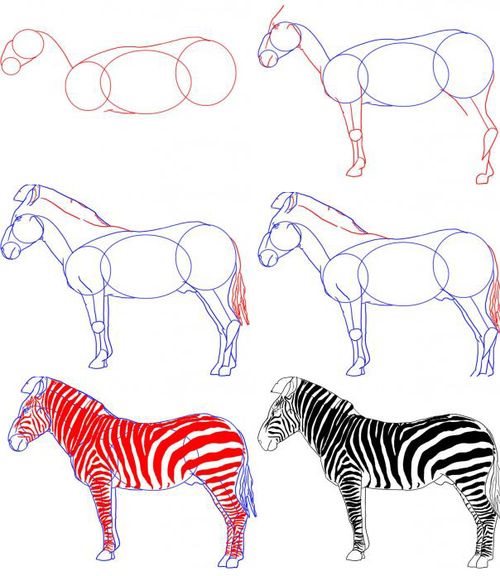 How to draw a zebra?