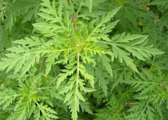 What is ragweed?