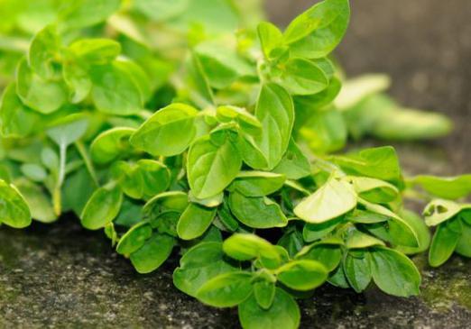 What is oregano?