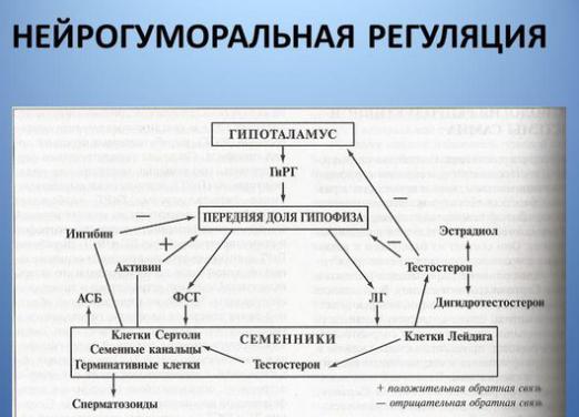 What is regulation?