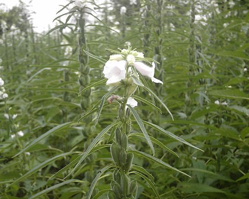 How sesame grows