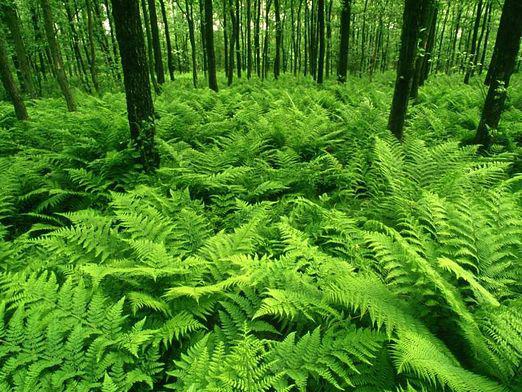 What plants are in the forest?