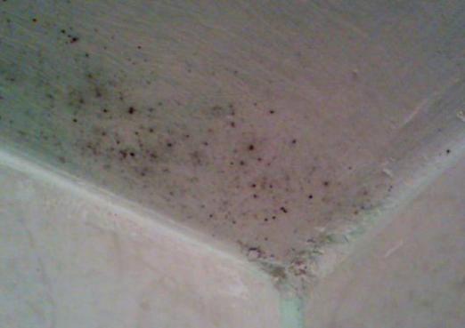 What is dangerous for mold?