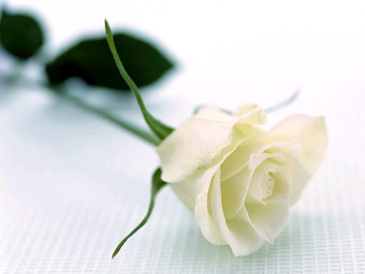 What does a white rose mean?